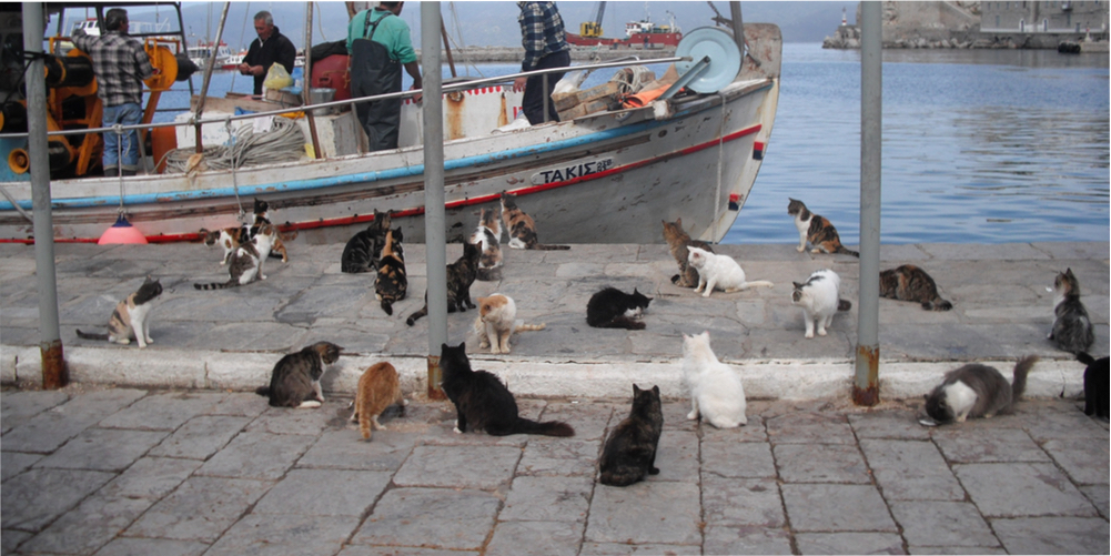 Cats Hydra Harbor Fishing Boat