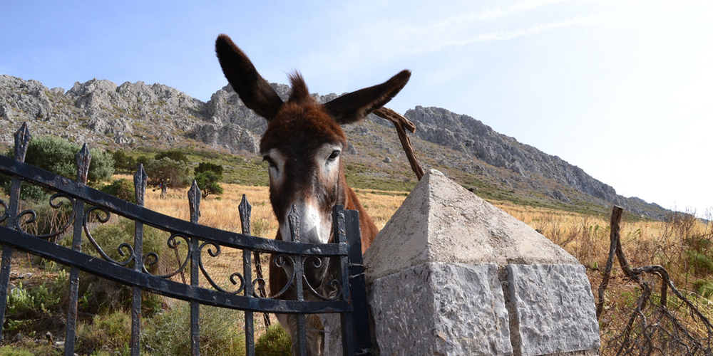Donkey in Vlichos