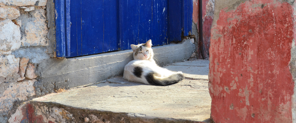 Kiaffa Cat